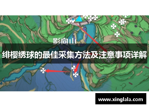 绯樱绣球的最佳采集方法及注意事项详解